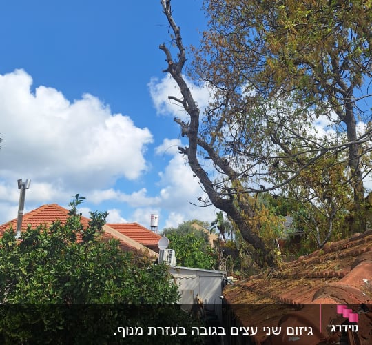 עץ גזום עם ענפים חתוכים בשמיים כחולים